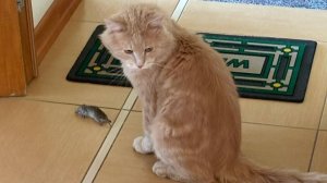 Персик - мышелов! Мартин Ерошин