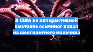 В США на интерактивной выставке осьминог напал на шестилетнего мальчика