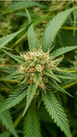 Что можно сделать из конопли Линейка продукции и маржинальность Доходы и затраты. Доходы и затраты_2 смотреть онлайн