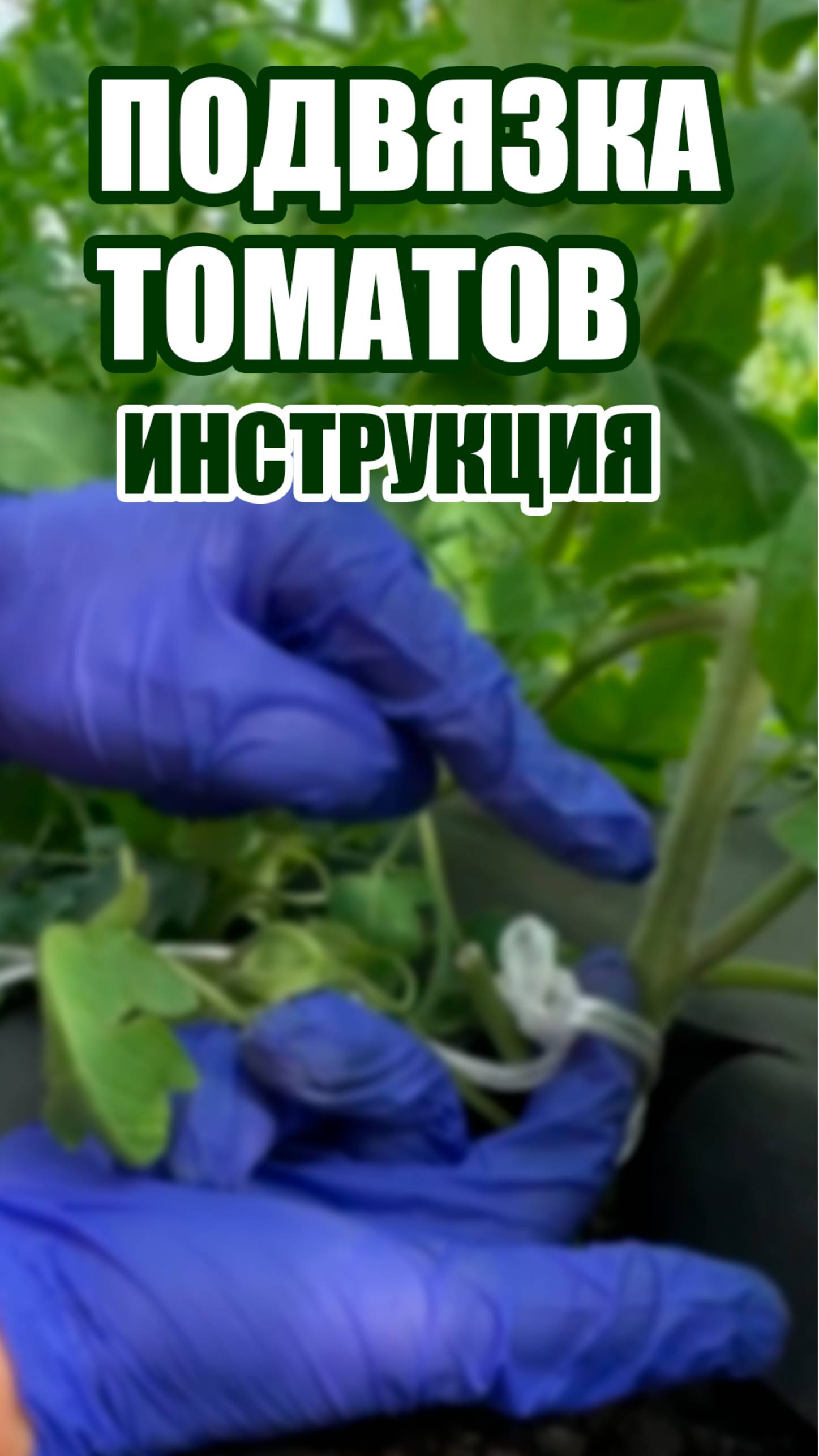 Подвязка томатов детерминантных сортов