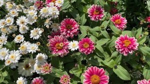 Обзор цветов на усадьбе на 31 июля 2925 года. 
Часть 2.