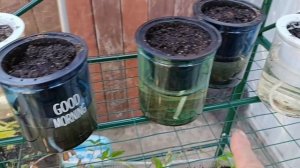 Горшки с автополивом - мне очень даже понравились.