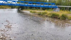 Река Коль. Камчатка. Путина 2018. Kohl River. Kamchatka. Putin's 2018.