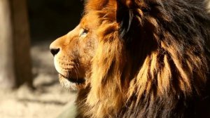 Портрет головы льва на солнце