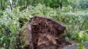 В Псковской области из-за непогоды произошли массовые отключения электричества
