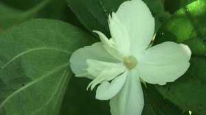 23 07-1 08 25г рыбалка, огород,выращивание чубушника