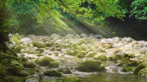 🌳 Умиротворяющая атмосфера лесной реки