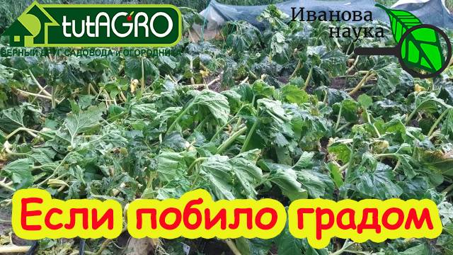 ЧТО ДЕЛАТЬ, ЕСЛИ ГРАД, ВЕТЕР ИЛИ УРАГАН ПОВРЕДИЛИ ОГОРОД. Скорая помощь после града и бури.