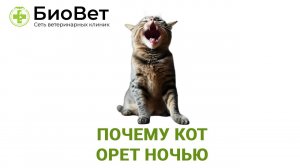 Почему кот орет ночью