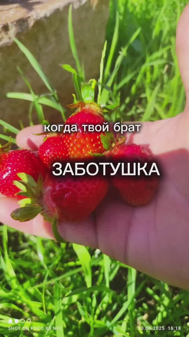Брат — это когда он привёз тебе целый "урожайный десант" с огорода 🚜🌱
А ваш брат тоже "огородный маг смотреть онлайн