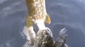 VID_20250801_161702_715.mp4