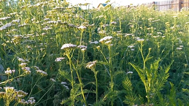 О призвании и предназначении смотреть онлайн