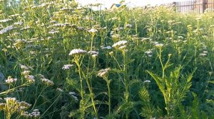 О призвании и предназначении