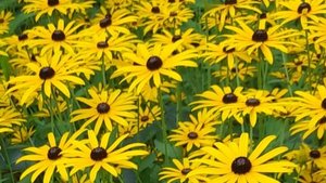 О Серо Серо