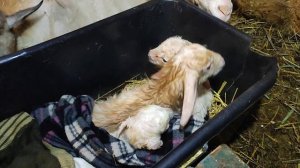 Козлята 2025 года.