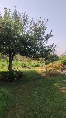 2025-07-28. Декоративная функцияи винограда.