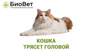 Кошка трясет головой