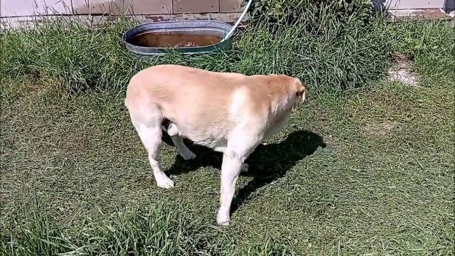 ЛАБРАДОР травоядный. Передержка