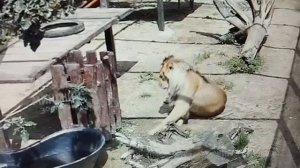 Шерхан радуется хорошей погоде после дождей.Онлайн - моменты 1 августа