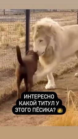 Босс