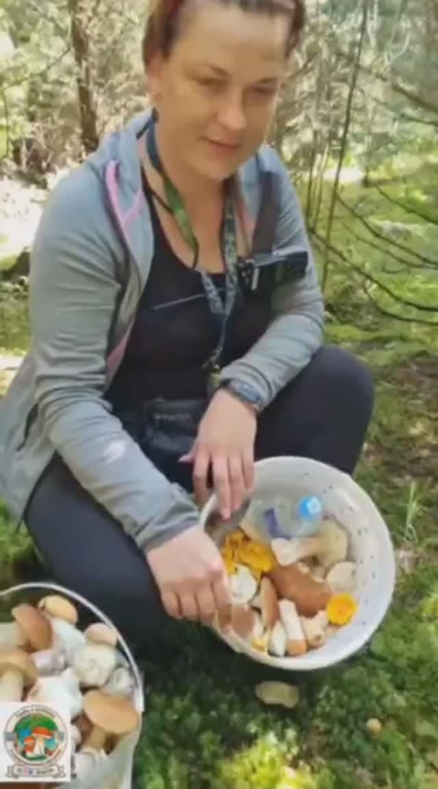 выезд за грибами, ПОШЛИ ПОДОСИНОВИКИ. грибы лета смотреть онлайн