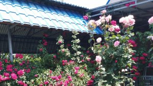 copy_A5DC7B71-DE69-4A23-B952-64126F3CDB96