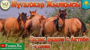 Мугалжарские лошади - гордость коневодов Казахстана. Мугалжары - уникальная порода для мяса и молока