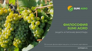Философия Sumi Agro. Защита и питание винограда