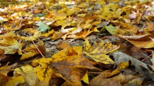 Осенние листья