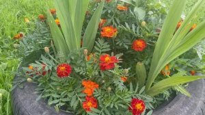 Цветы прекрасны2