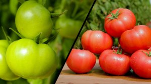 Томат закрытого грунта - Мамстон F1