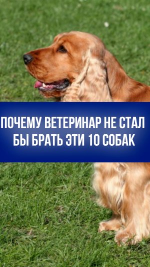 10 пород собак, которых ветеринар никогда не выберет: узнайте, почему вам стоит их избегать