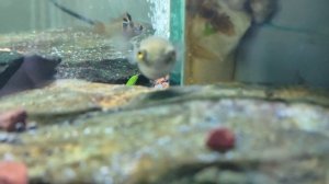 Зелёный тетраодон "Зелень" "puffer"