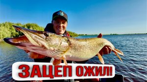 ЗАЦЕП ОЖИЛ! РЫБАЛКА НА ЩУКУ В ПРОТОКАХ!