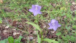 Когда звенят колокольчики))) Недалеко от храма в селе Большая Уча.