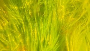 Ягры на велике