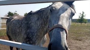Лошади красавцы. Клуб Цальтан Воронежская область