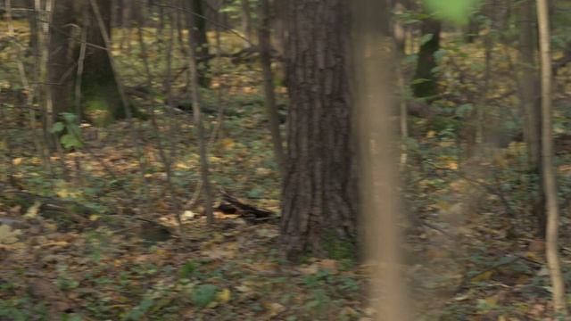 Демон - Batrakova