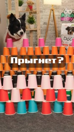 На что способна ЯКУТСКАЯ ЛАЙКА?