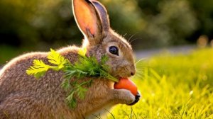 Заяц кушает морковку