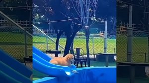 &. Жарко Собаки тоже хотят купаться