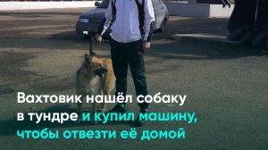 Вахтовик нашёл собаку в тундре и купил машину, чтобы отвезти её домой