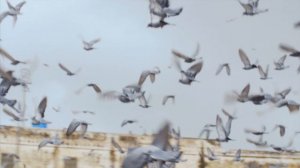 1908424-uhd_3840_2160_25fps