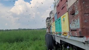 ф .59. приехал на выездную пасеку отбирать медок.