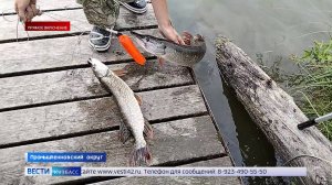 «Фишка сезона»: ГТРК «Кузбасс» и СКЭК проводят ежегодный фестиваль на природе