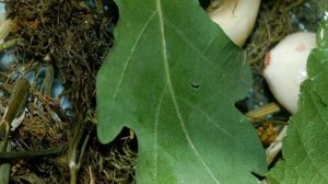 Холодная закатка огурцов