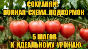 Подкормка томатов - полная схема с весны до осени