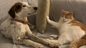 Смешные котики и песики