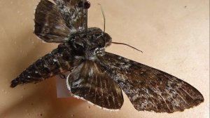 БРАЖНИКИ: 431. Dolba hyloeus