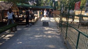 VID_20250731_170235 пони ферма " Серебряная подкова" в Берёзовой роще.